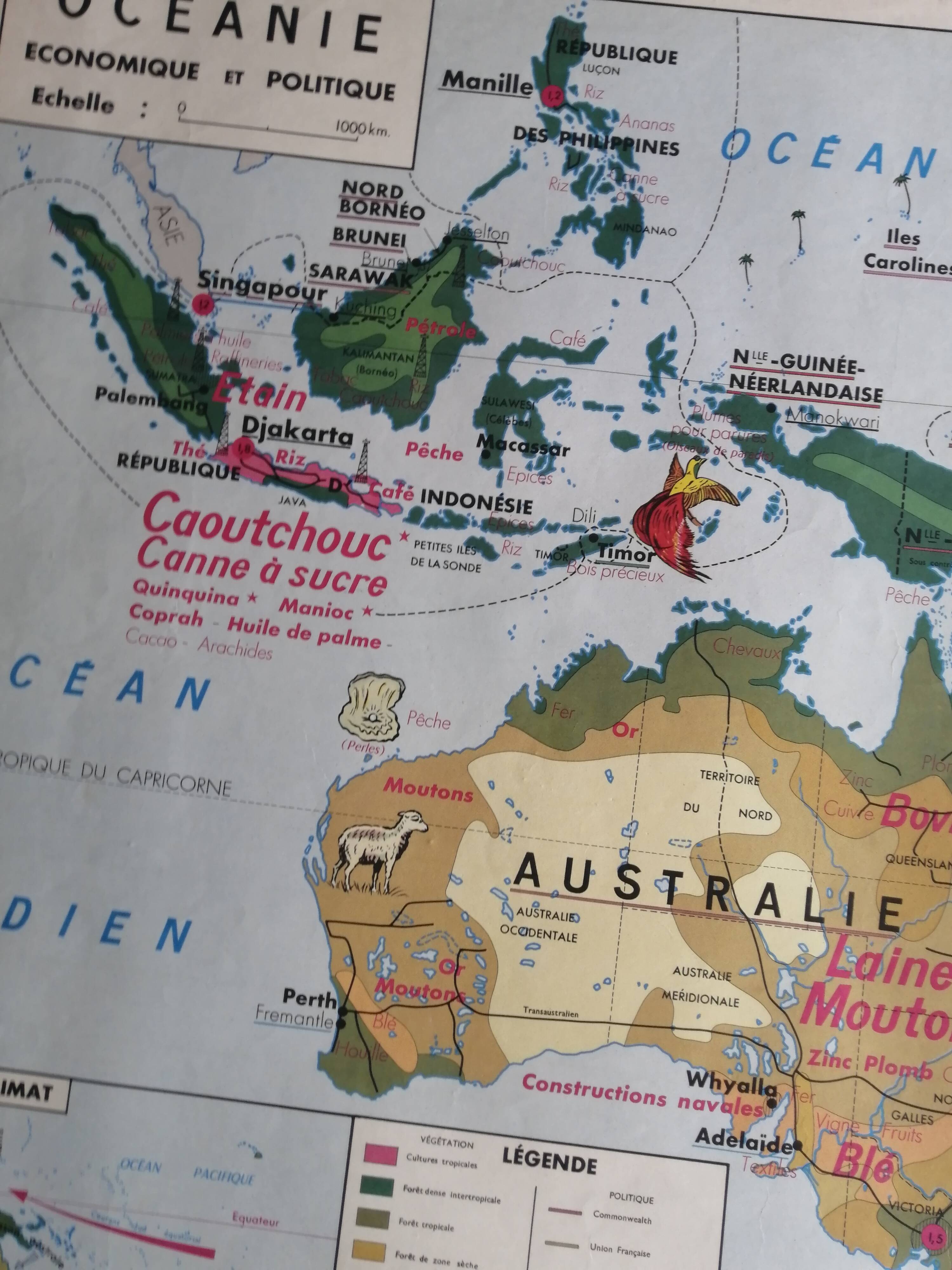 MDI school map: SOUTH AMERICA - OCEANIA fauna vegetation.