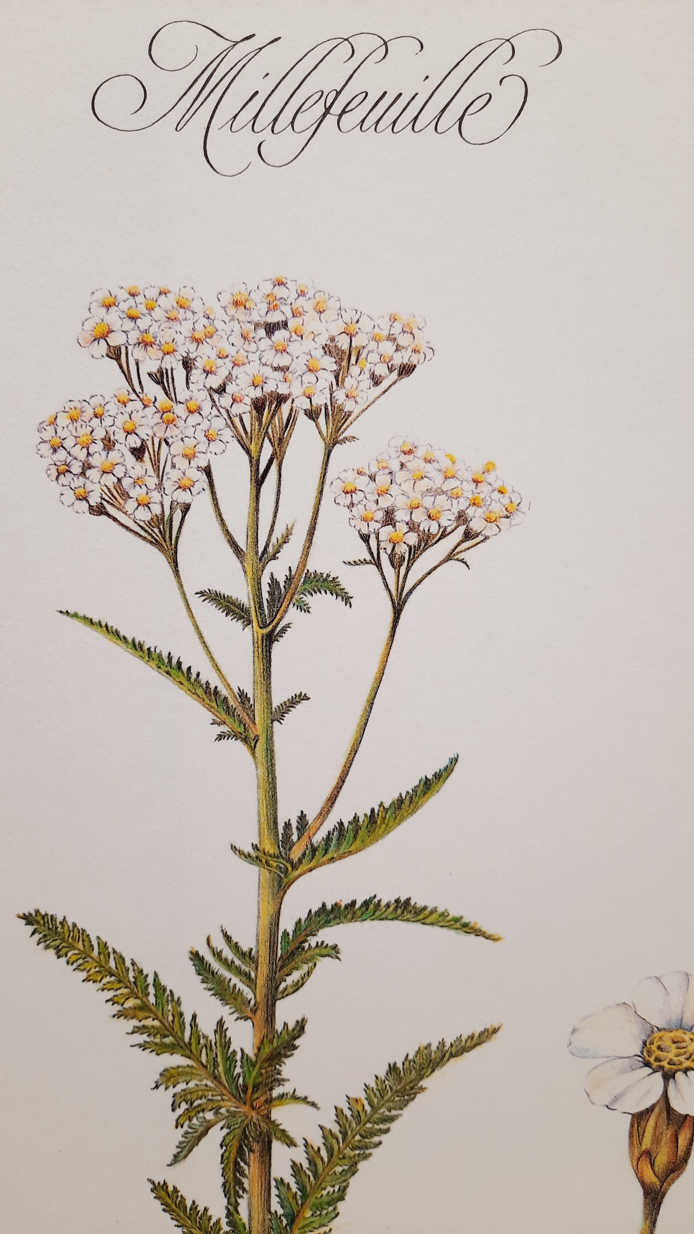 Planche botanique millefeuille