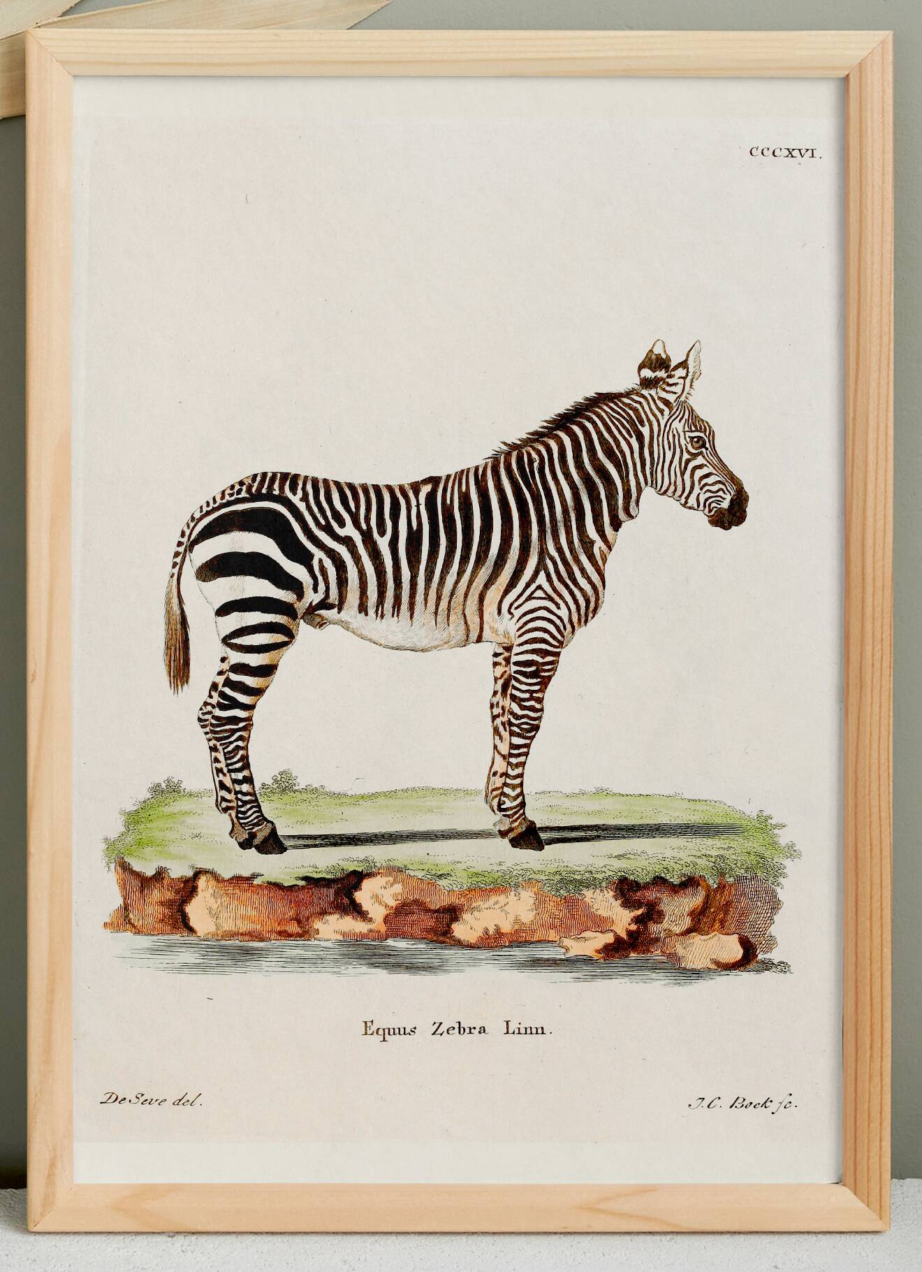 Poster of the Zebra, based on an old engraving from 1774.
