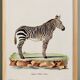 Poster of the Zebra, based on an old engraving from 1774.