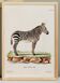 Poster of the Zebra, based on an old engraving from 1774.