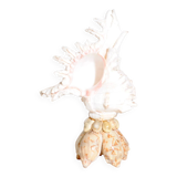 Mid-Century Souvenir Shell Lamp, France 1960s