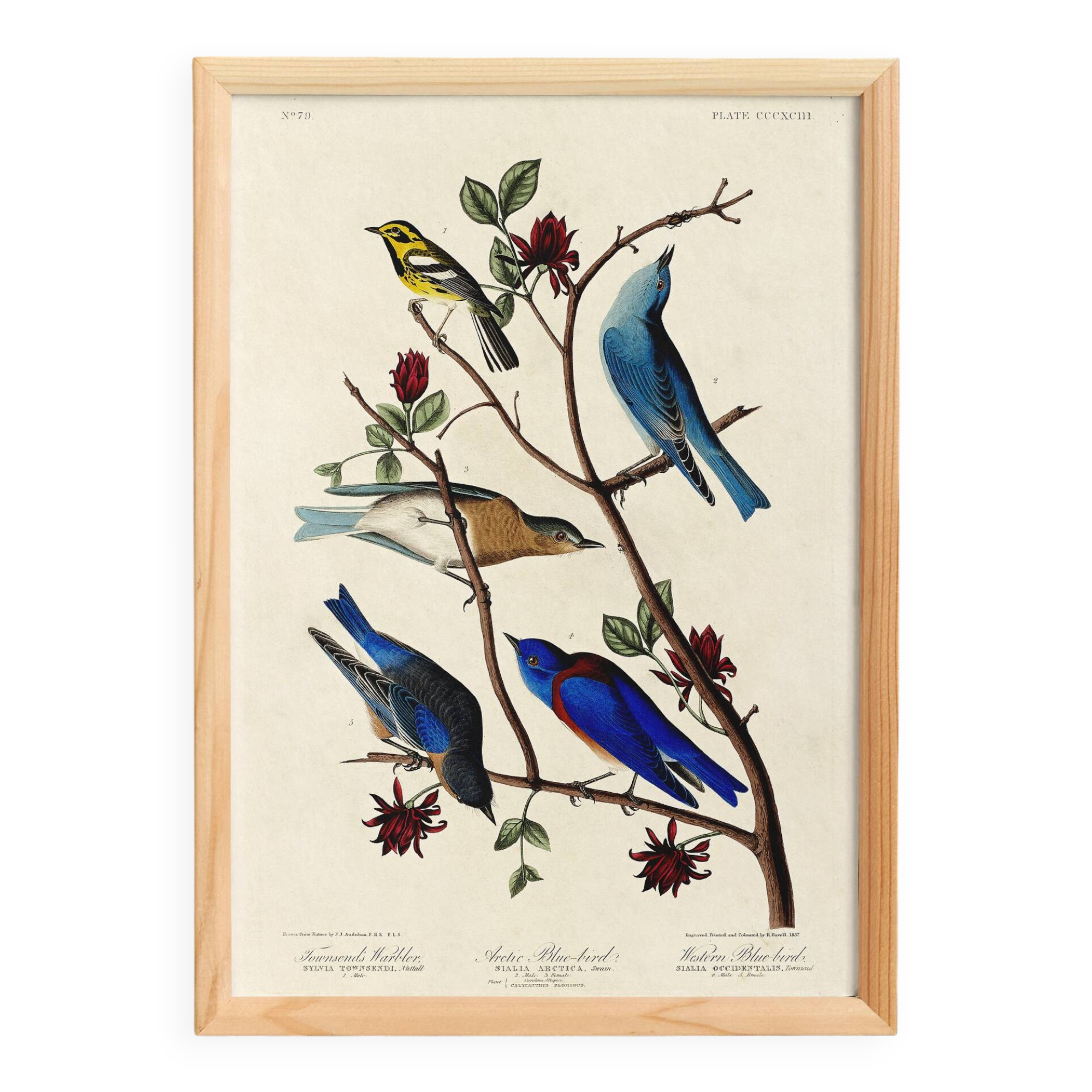 Poster about bluebirds and Townsend's warbler, after an engraving