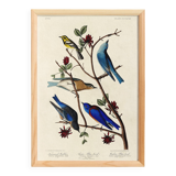 Poster about bluebirds and Townsend's warbler, after an engraving