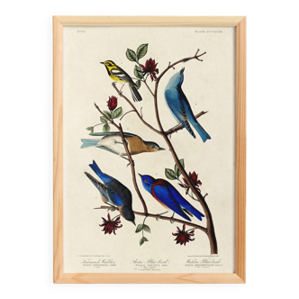 Poster about bluebirds and Townsend's warbler, after an engraving