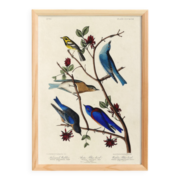 Affiche sur les merlebleus et la paruline de Townsend, d’après une gravure
