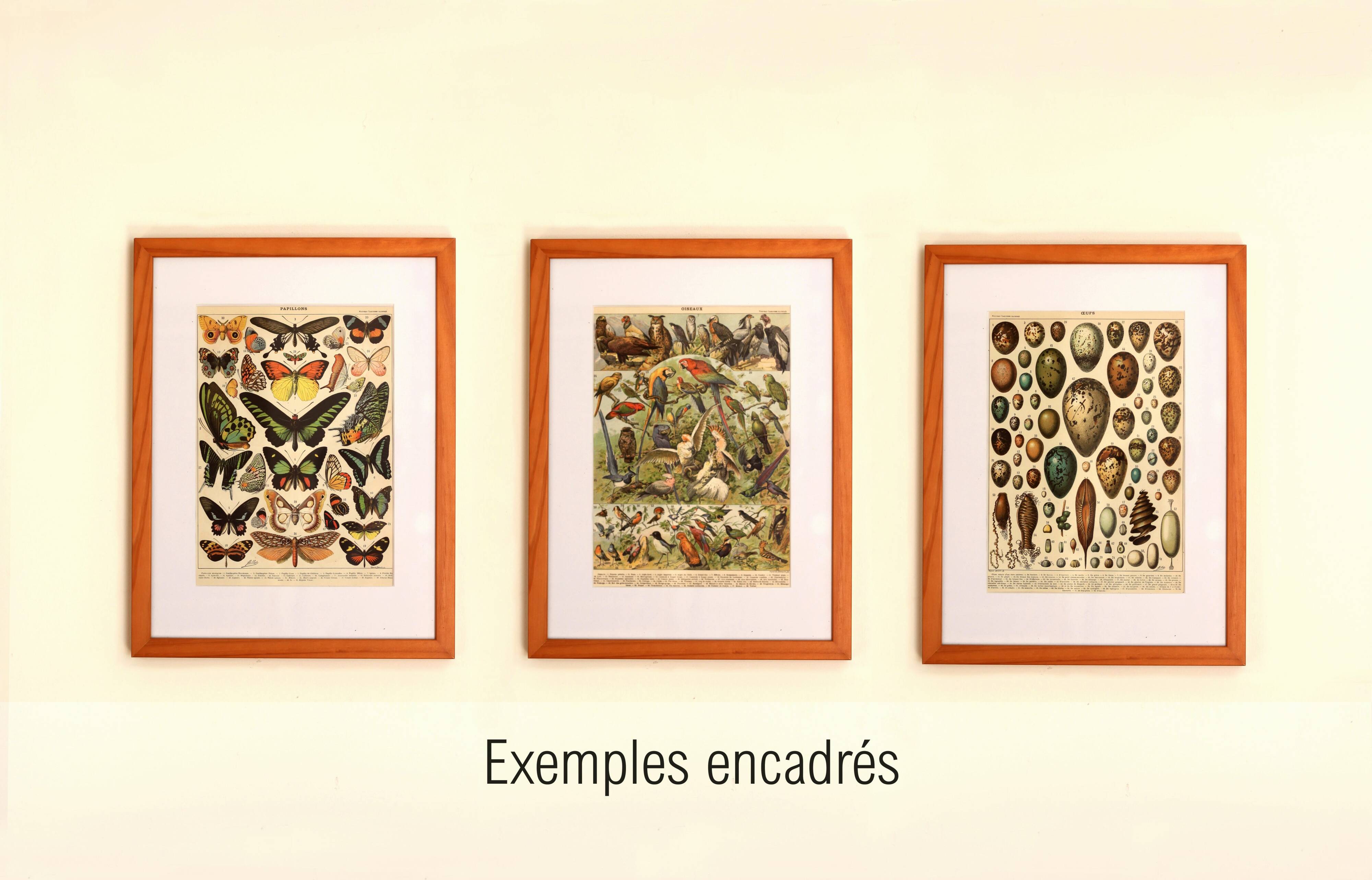 Gravure ancienne 1897 A. Millot - Nid, Nid d'oiseaux et autres animaux