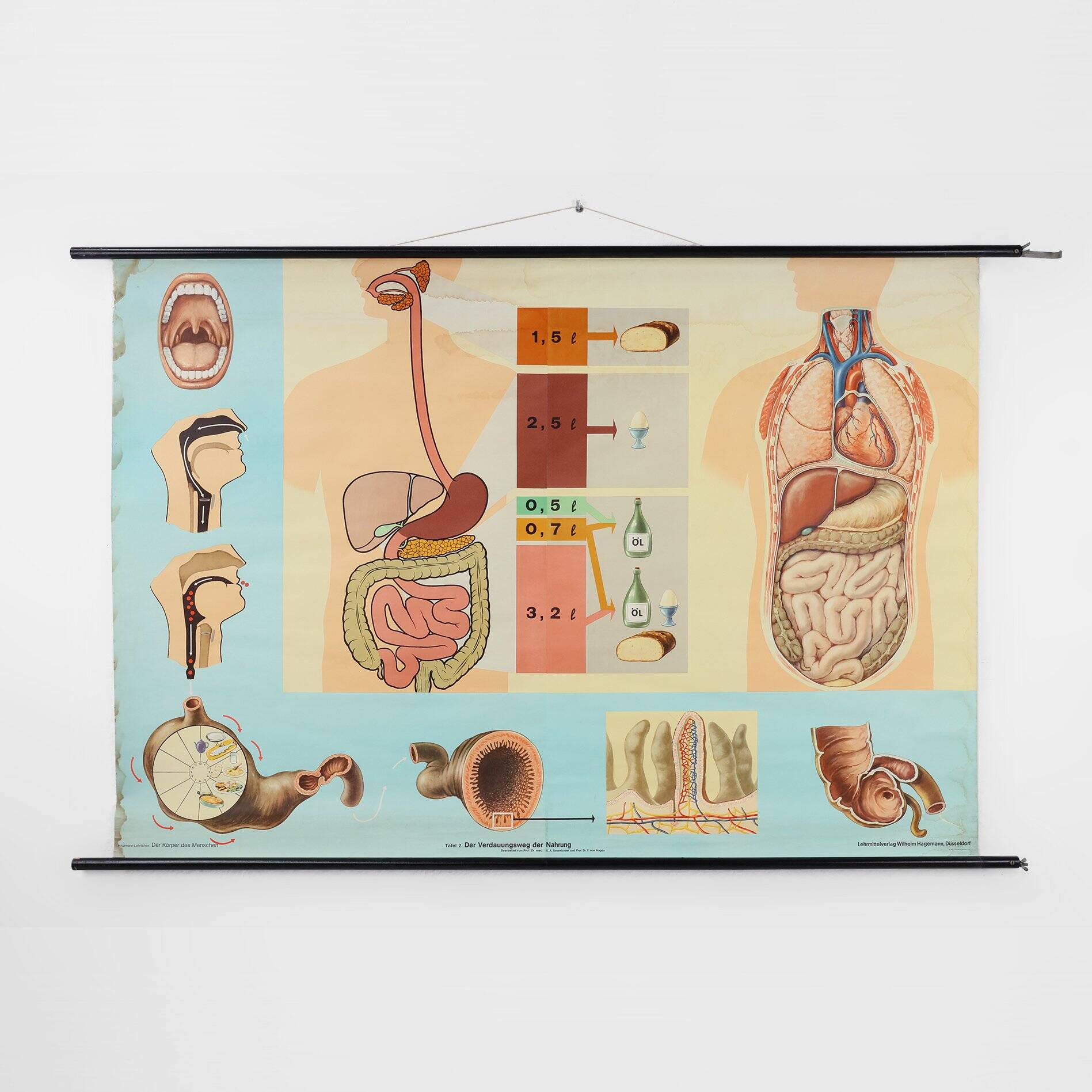 Mid-Century School Map of Digestion, Germany, 1960s