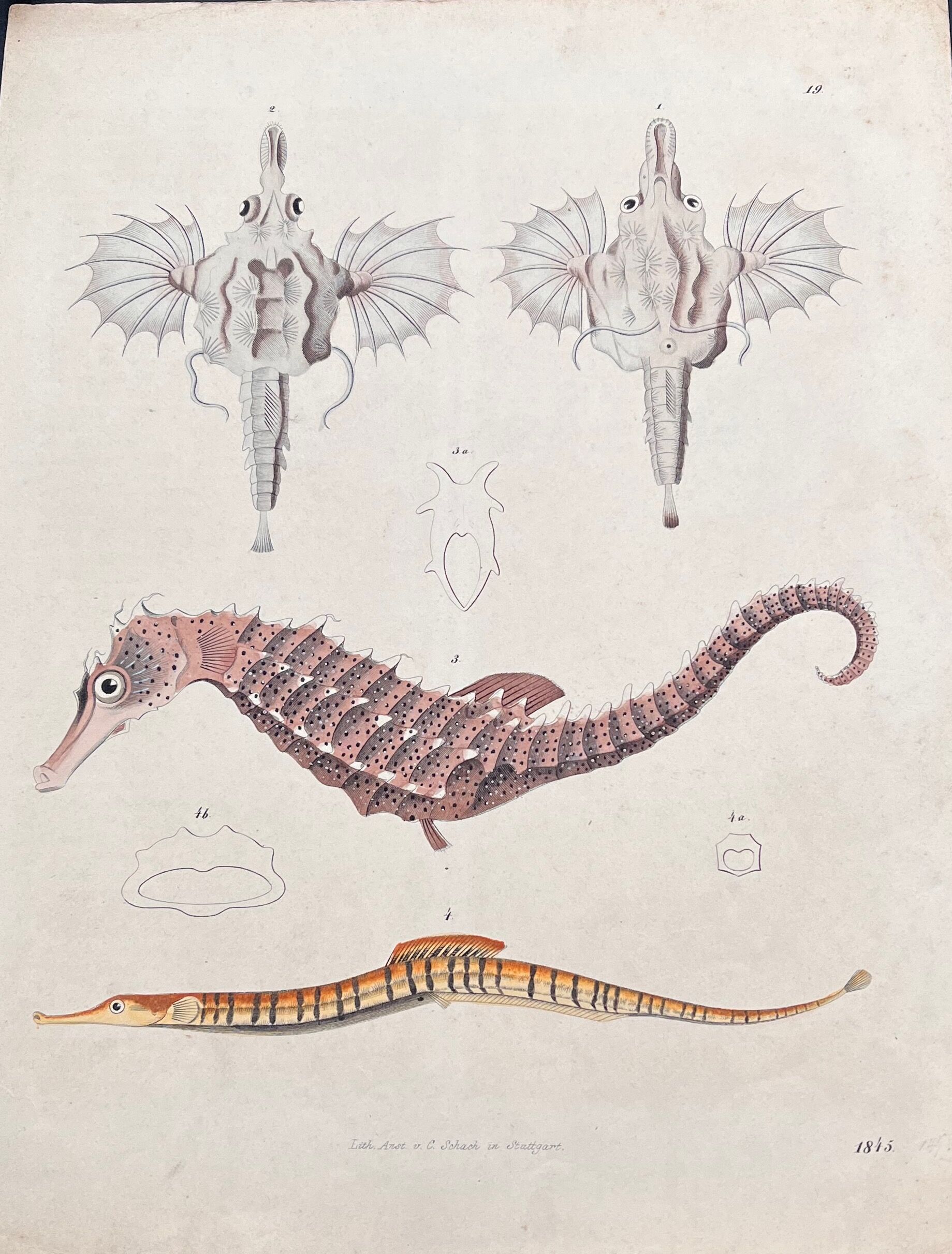 Poster (lithograph) hippocampus