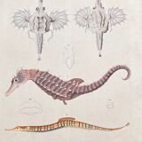 Poster (lithograph) hippocampus