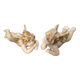 Angels