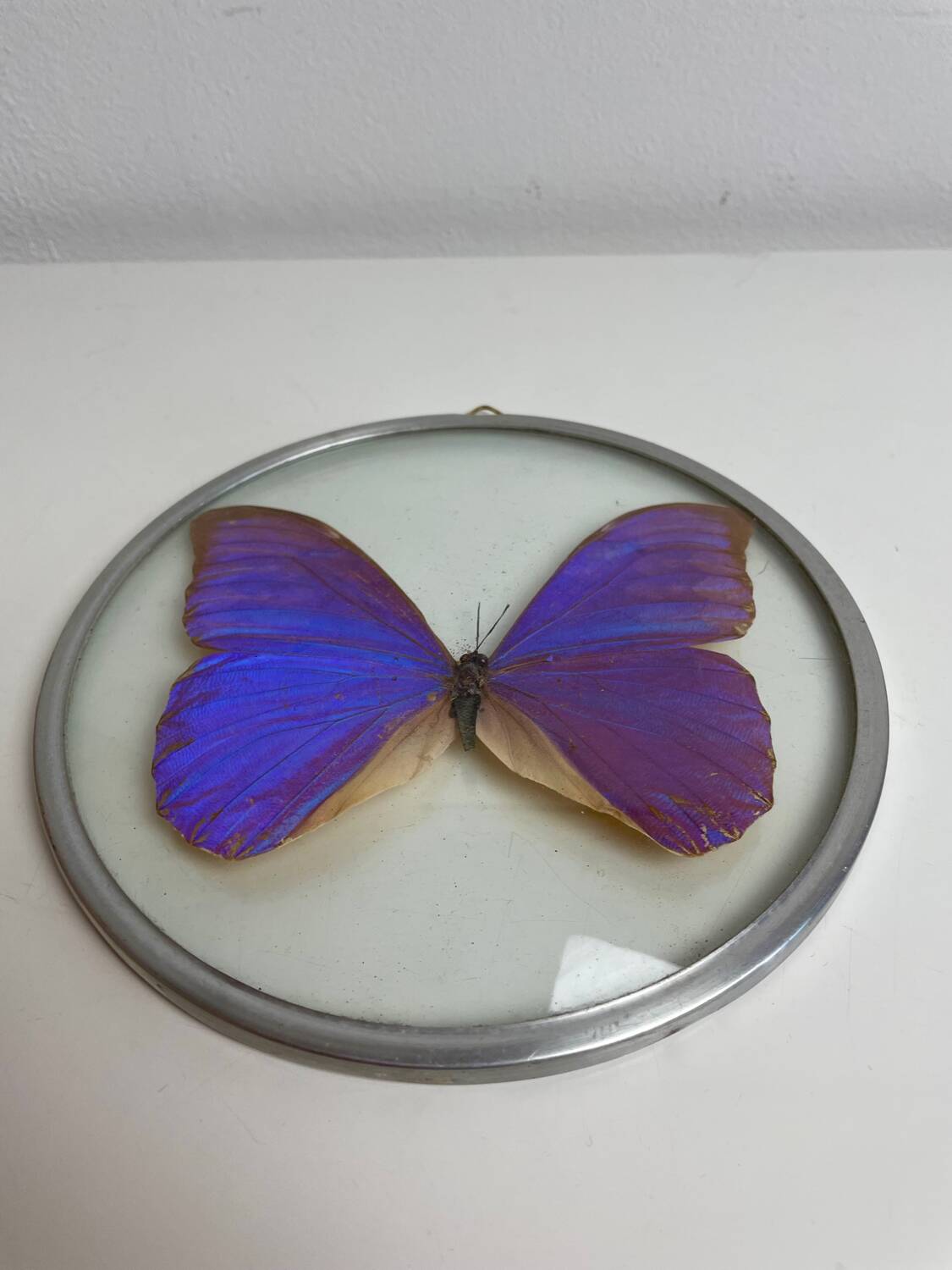 Natiralized morpho butterfly frame under curved glass