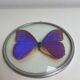 Natiralized morpho butterfly frame under curved glass