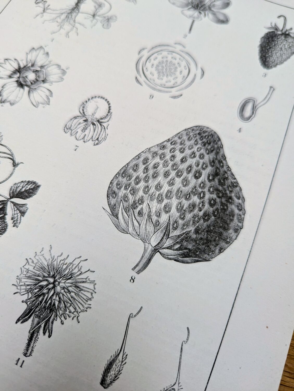 Vintage botanical plate printed in 1889, Fragariaceae.