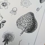 Planche botanique vintage imprimée en 1889, les Fragariées.