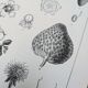 Vintage botanical plate printed in 1889, Fragariaceae.