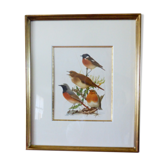 Birds - collection Hepatior N ° 2