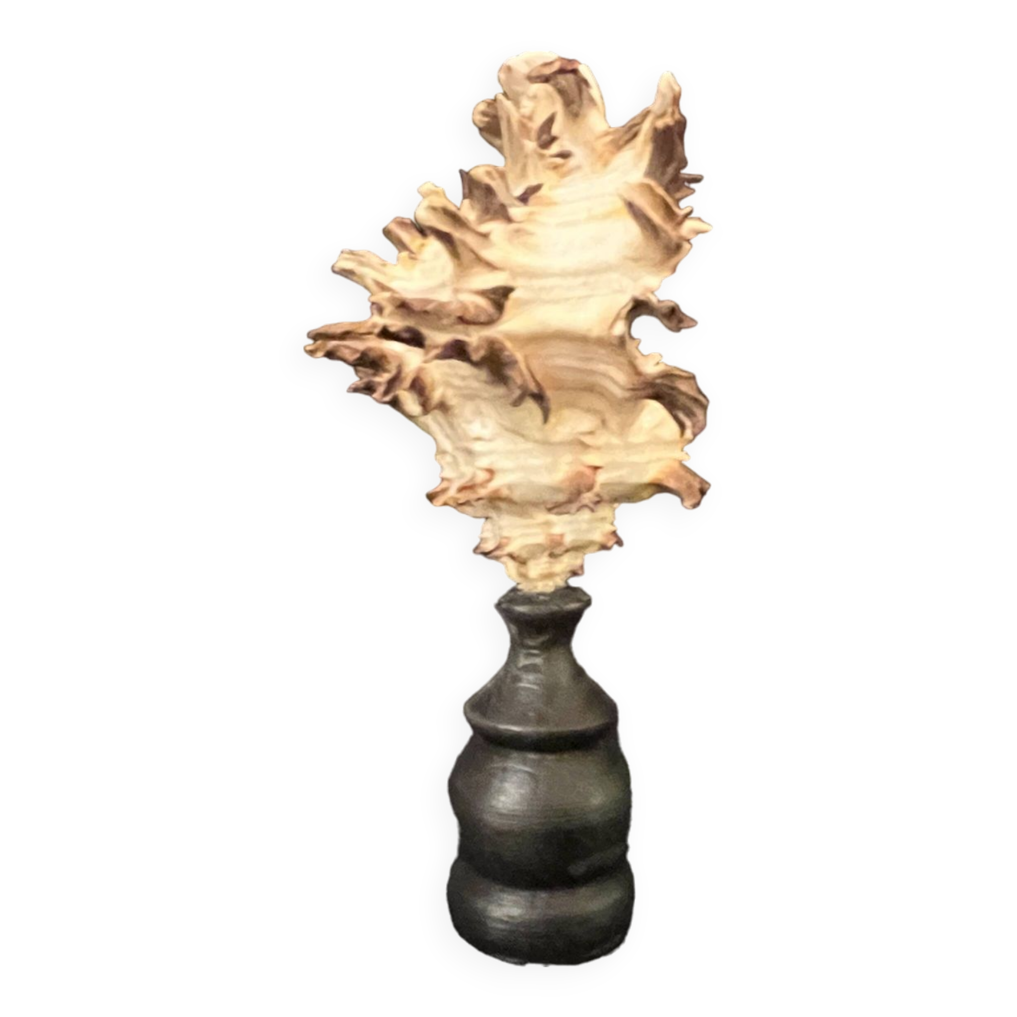 Hexaplex Cichoreum shell on turned wooden base, old cabinet of curiosities on foot