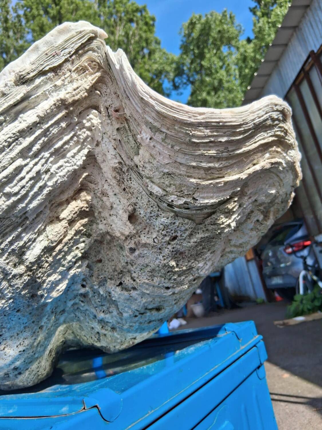 Tridacna shell (86 cm) – on base – rare and decorative