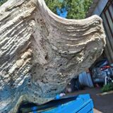 Tridacna shell (86 cm) – on base – rare and decorative