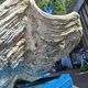 Tridacna shell (86 cm) – on base – rare and decorative
