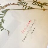 Lot of herb boards from 1950