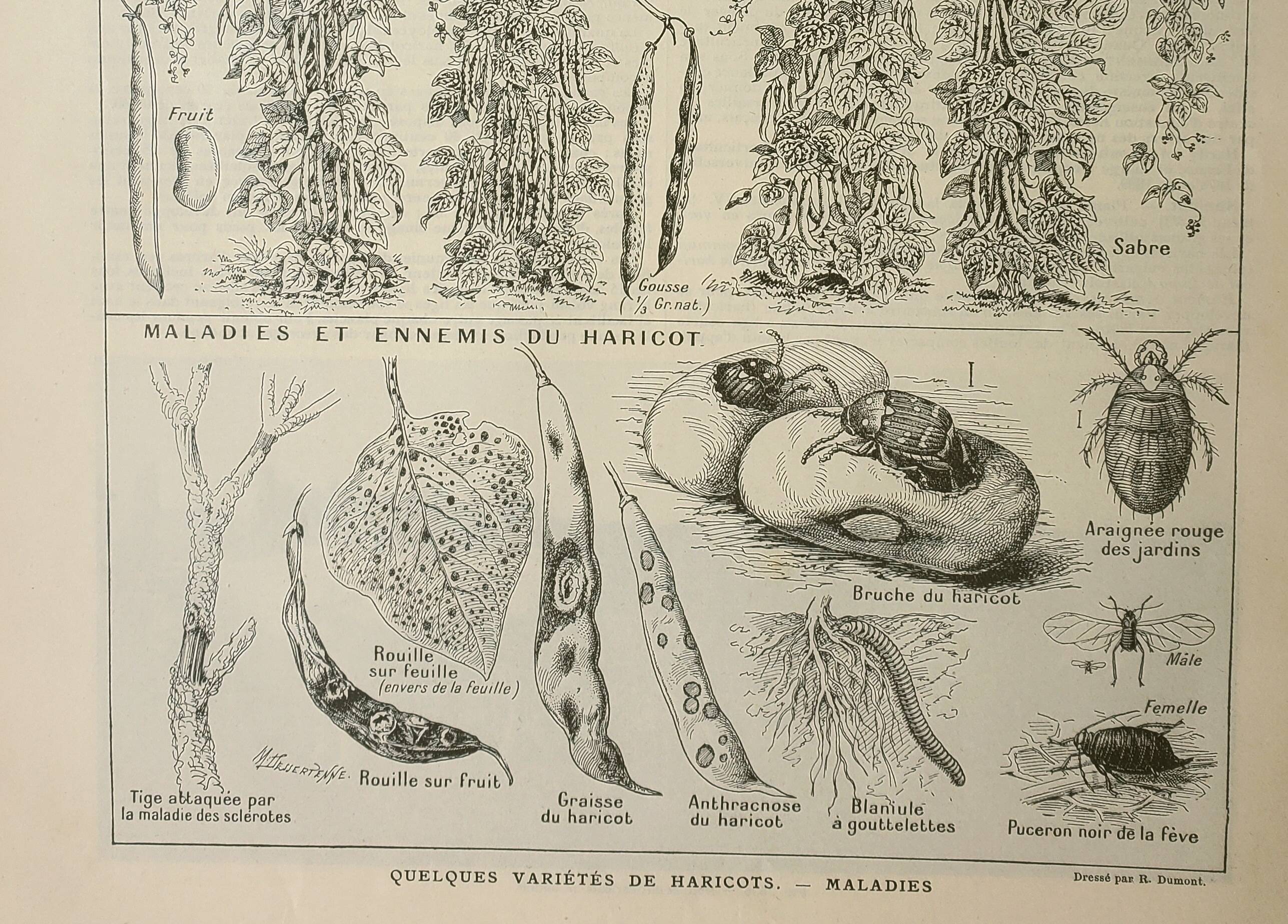 Old engraving 1922, Beans, varieties, soup, vegetables, farm • Lithograph, original illustration