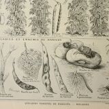 Old engraving 1922, Beans, varieties, soup, vegetables, farm • Lithograph, original illustration