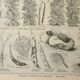 Old engraving 1922, Beans, varieties, soup, vegetables, farm • Lithograph, original illustration
