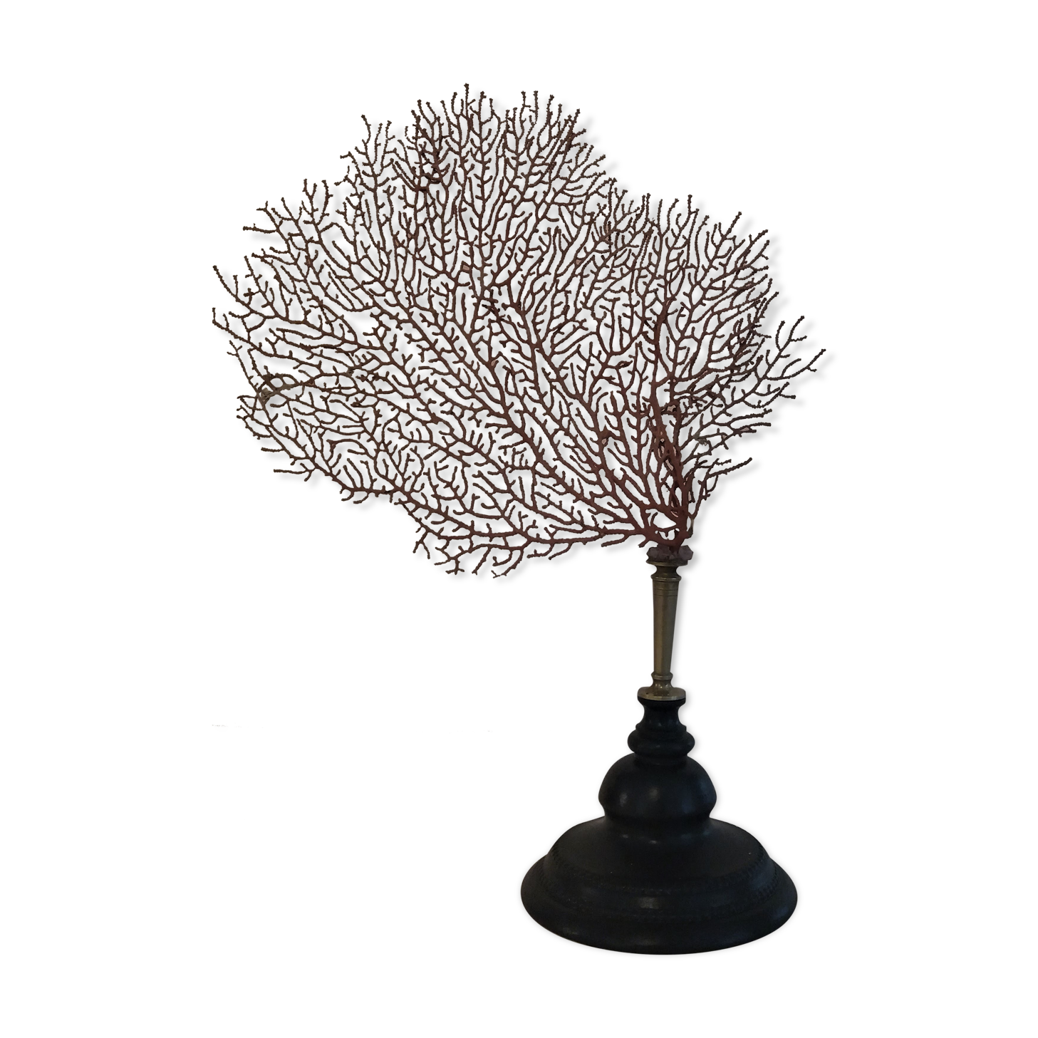 Red coral paramuricea clavata