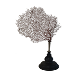Red coral paramuricea clavata