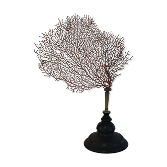 Red coral paramuricea clavata