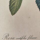 Lithograph Redouté rosa centifolia foliacea