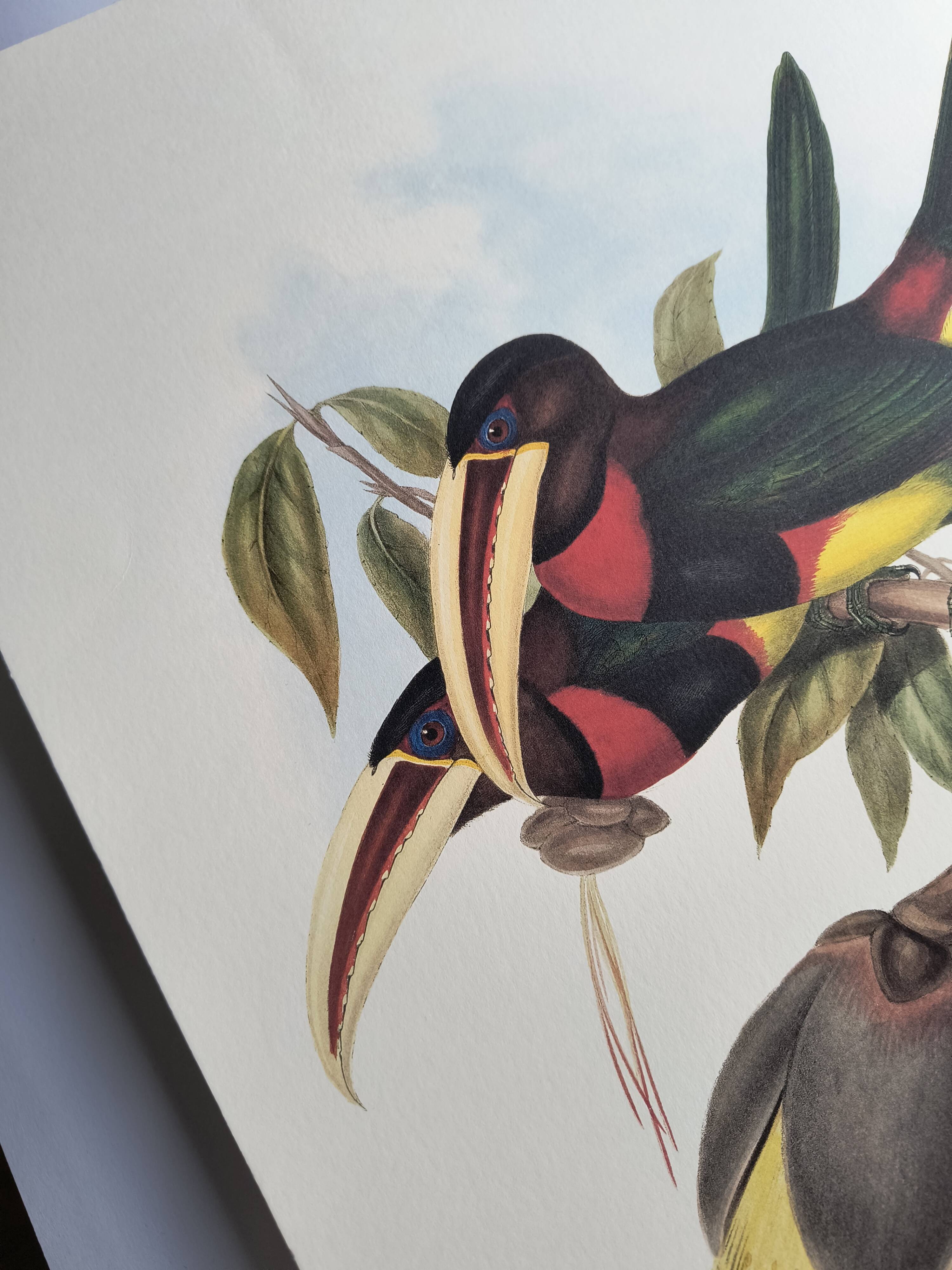 Illustration nature - Toucan Azarae - par Gould - planche jungle