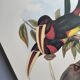 Illustration nature - Toucan Azarae - par Gould - planche jungle