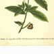 Illustration ancienne 1959 - Théier. Illustration herbier vintage botanique