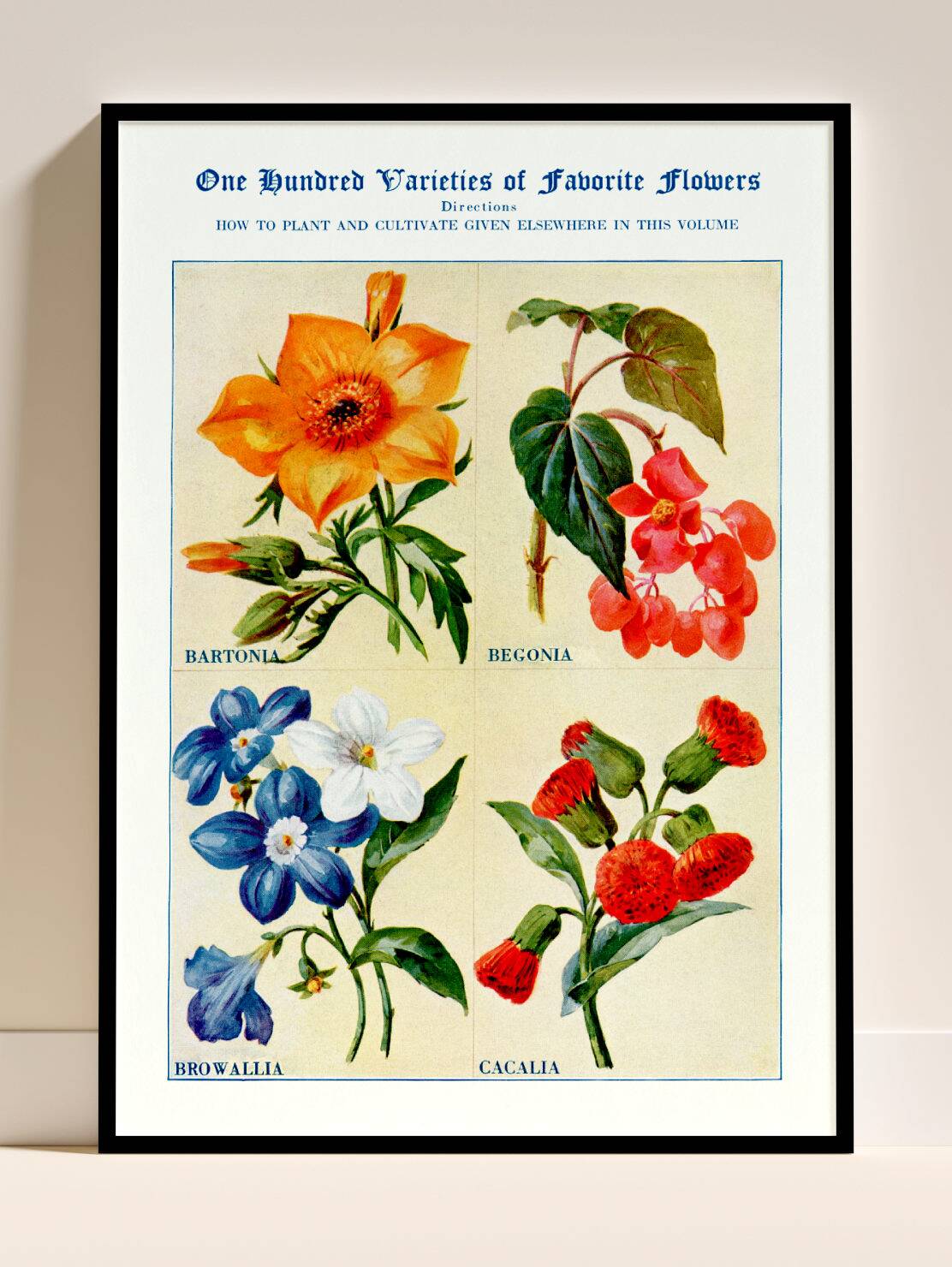 Affiche sur la bartonie, le bégonia, la browallie et la cacalie