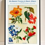 Affiche sur la bartonie, le bégonia, la browallie et la cacalie