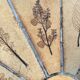 Herbier Capron ceramic dining table
