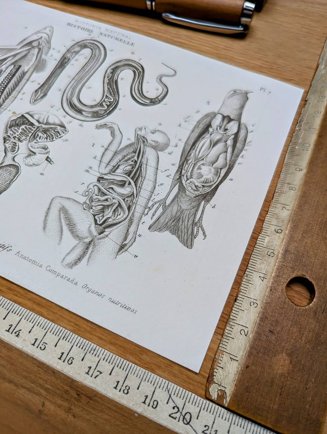 Printed in 1851, Zoological Poster.