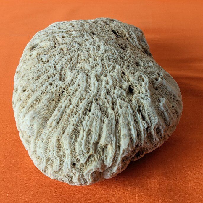 Coral seashell brain