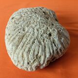 Coral seashell brain