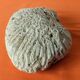 Coral seashell brain