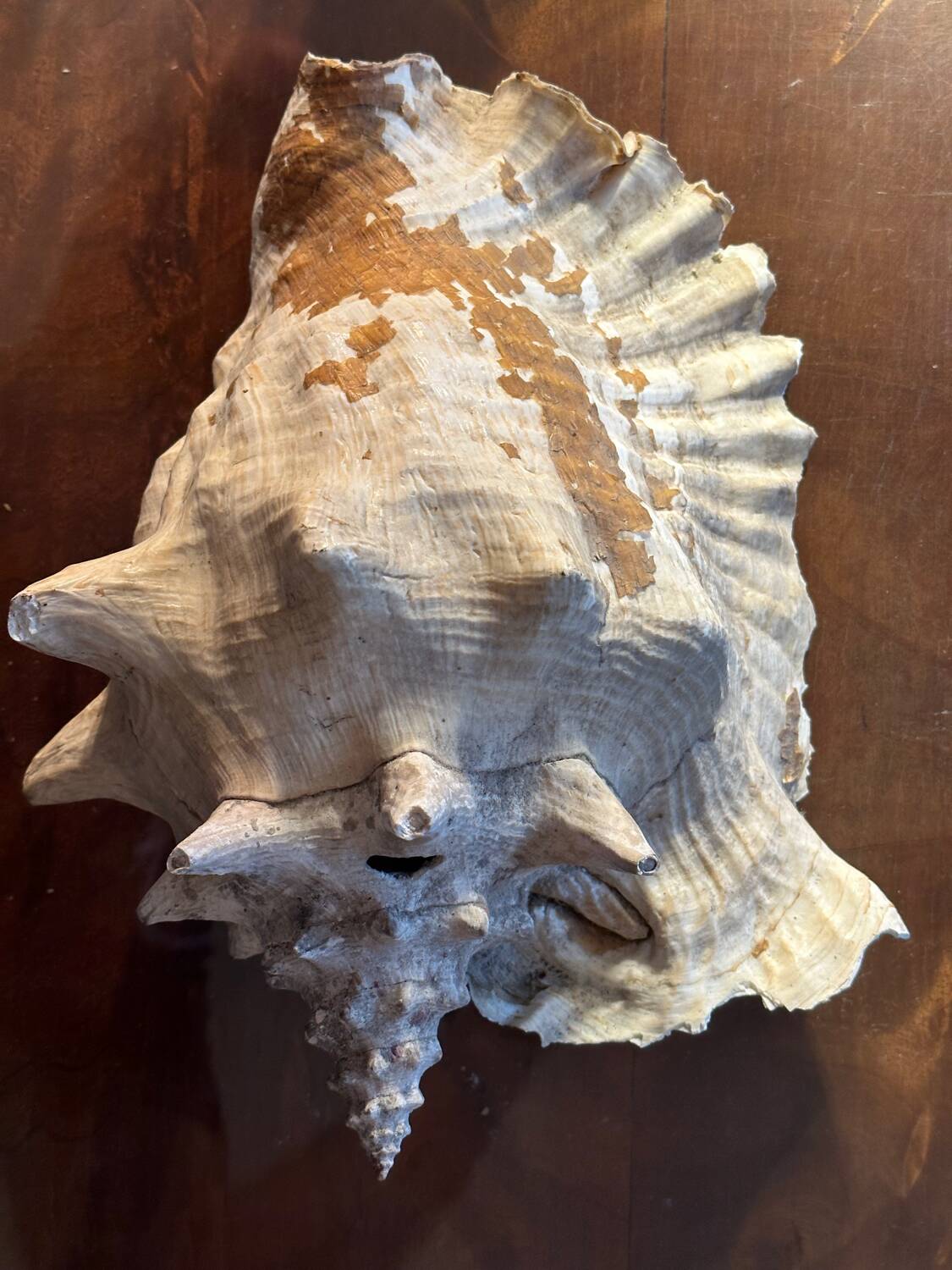 Lot of 8 old collectible shells - cabinet of curiosity