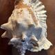 Lot of 8 old collectible shells - cabinet of curiosity