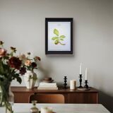 Printed in 1986, The Walnut Tree. Vintage Botanical