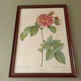 Pink lithograph Redouté
