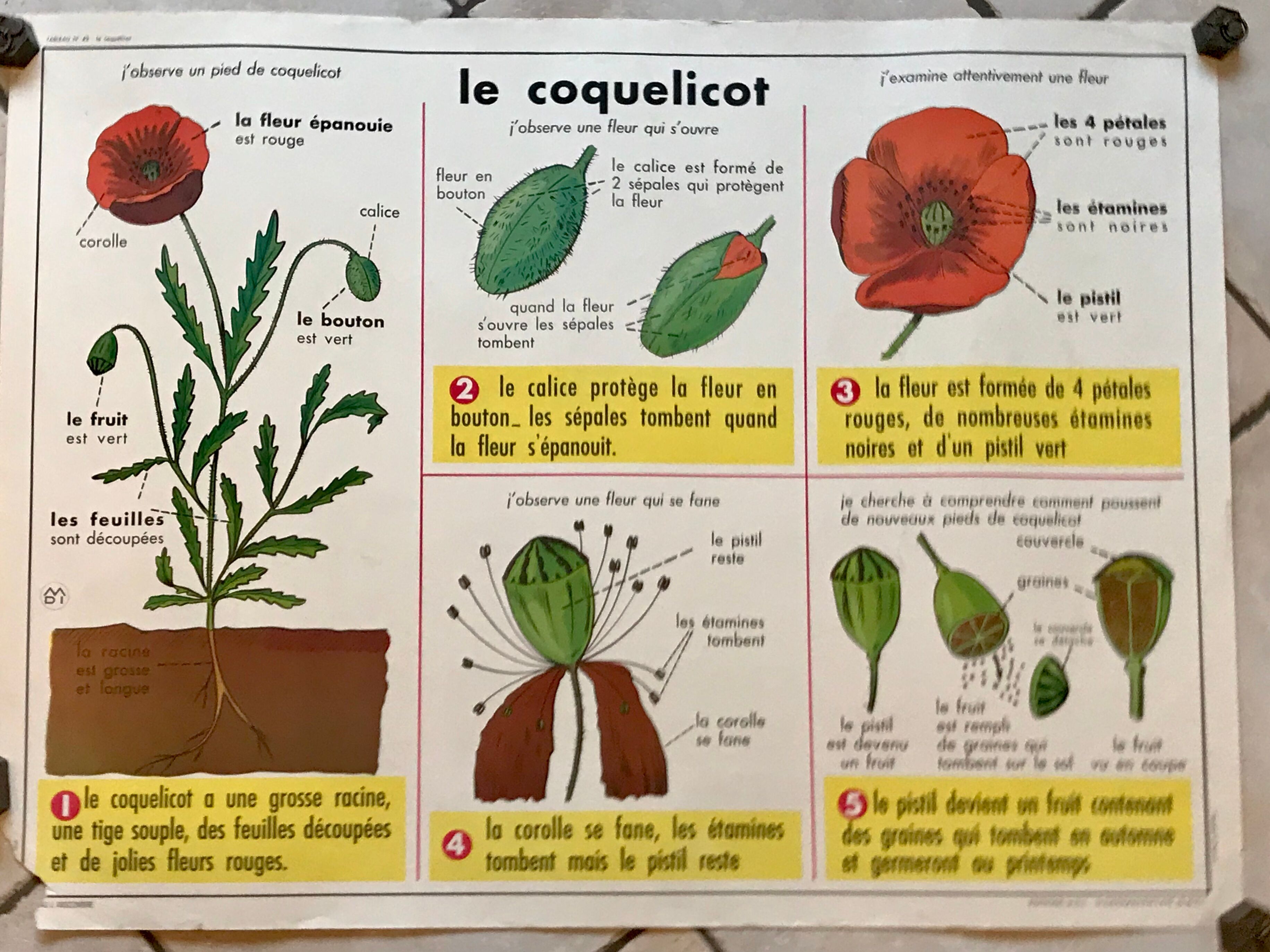 educational poster biology "The cherry" and "The poppy" 50s