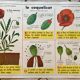 educational poster biology "The cherry" and "The poppy" 50s