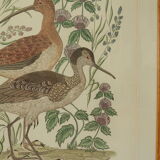 Tableau vintage aquarelle ducks of terronblan monbaly dayelle